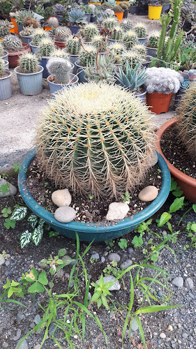 Opiniones de Vivero D' Lirios - plantas ornamentales en Milagro - Centro de jardinería