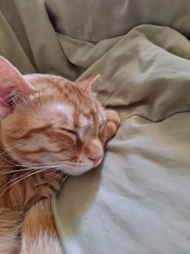 Pet Supply Store «PetSmart», reviews and photos, 300 N Congress Ave, Lake Park, FL 33403, USA