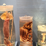 Photo n°7 de l'avis de D... fait le 27/06/2022 à 19:35 sur le  Aquarium Wilhelmshaven incl. Prehistoric Sea Museum à Wilhelmshaven