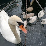 Photo n°5 de l'avis de Marina.i fait le 17/07/2021 à 16:49 sur le  Benaco - Torbole, Gardasee à Torbole sul Garda