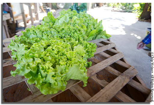 Farm «Sweetwater Organic Community Farm», reviews and photos, 6942 W Comanche Ave, Tampa, FL 33634, USA