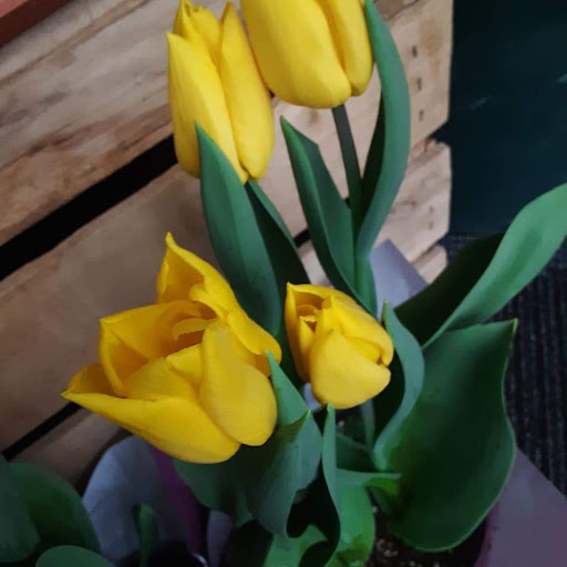 Florist «Given-Erwin Florist», reviews and photos, 328 Cambridge St, Burlington, MA 01803, USA