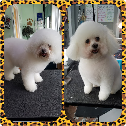 A Happy Tail Pet Spa Locations from All Over the World