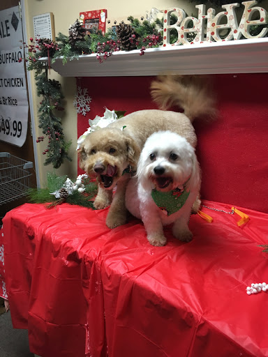 Pet Groomer «Cozy Pet», reviews and photos, 70 W Main St, Babylon, NY 11702, USA