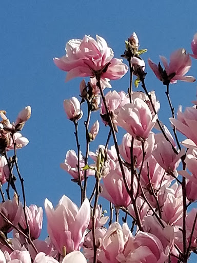 Museum «Queens County Farm Museum», reviews and photos, 73-50 Little Neck Pkwy, Queens, NY 11004, USA