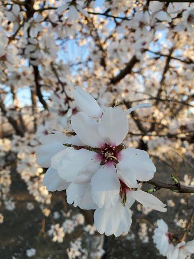 Produce Market «Pedrick Produce», reviews and photos, 6850 Sievers Rd, Dixon, CA 95620, USA