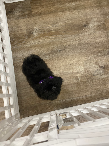 Pet Supply Store «Petland Dallas», reviews and photos, 11909 Preston Rd, Dallas, TX 75230, USA