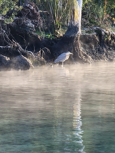 Tourist Attraction «Fun 2 Dive - Swim with Manatees», reviews and photos, 135 NE 3rd St, Crystal River, FL 34429, USA