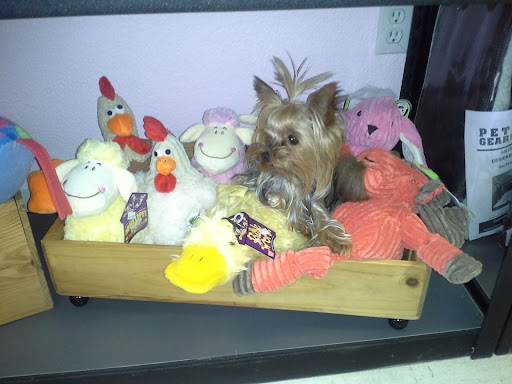 Pet Supply Store «Haute Dogs Boutique & Barkery», reviews and photos, 507 Georgia St, Vallejo, CA 94590, USA