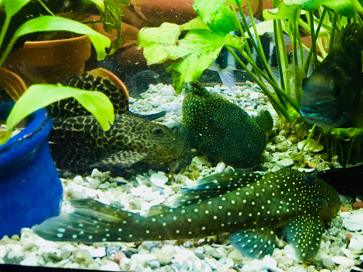 Pet Store «Pet Junction», reviews and photos, 146 NH-108, Dover, NH 03820, USA