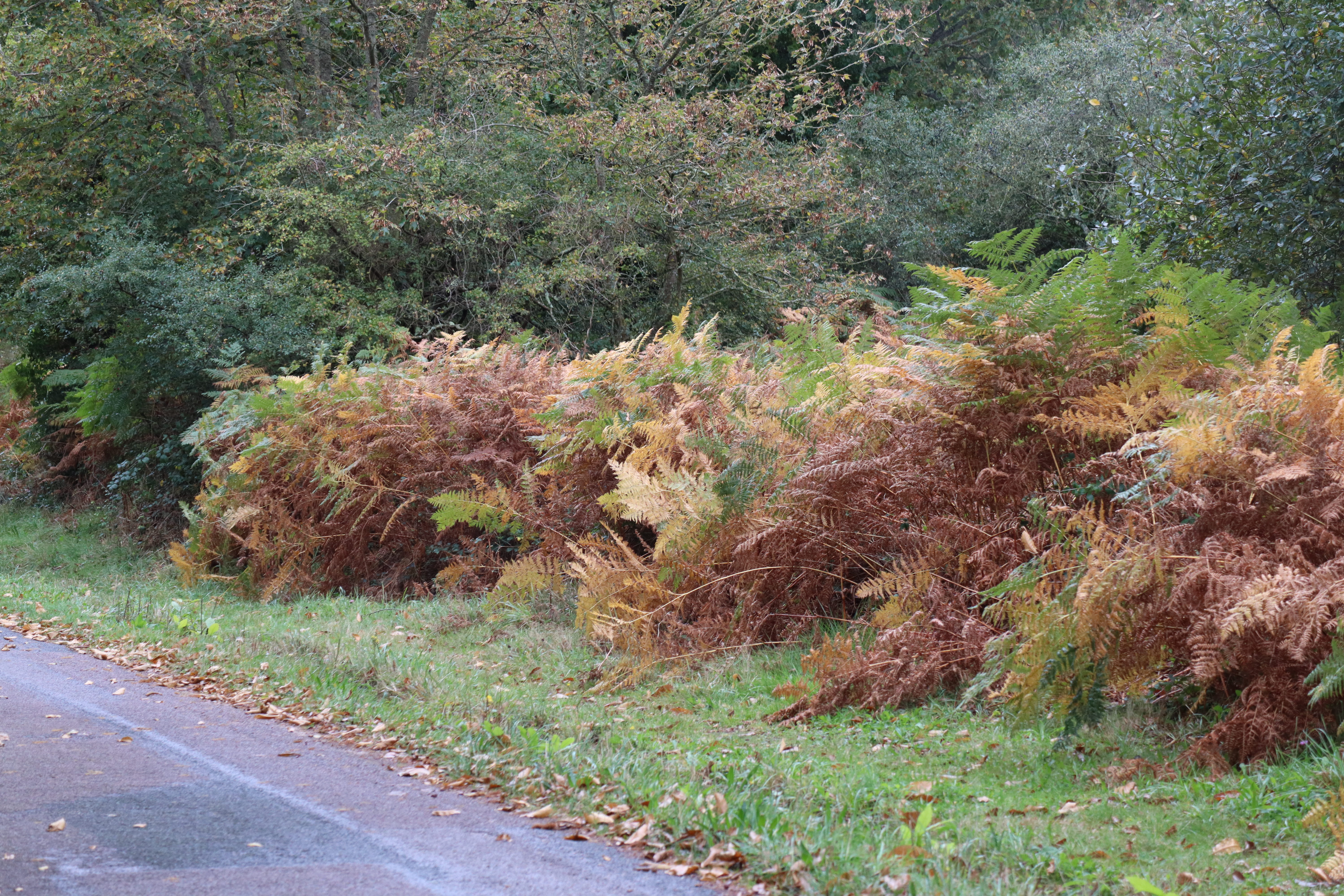 Photo n° 42 de l'avis de François.e fait le 04/11/2023 à 23:13