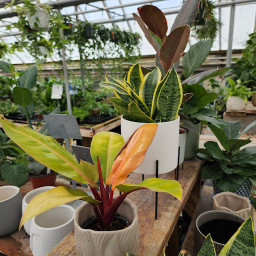 Florist «Radebaugh Florist and Greenhouses», reviews and photos, 120 Burke Ave, Towson, MD 21286, USA