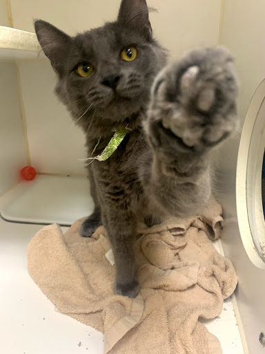 Friends of Upland Animal Shelter image