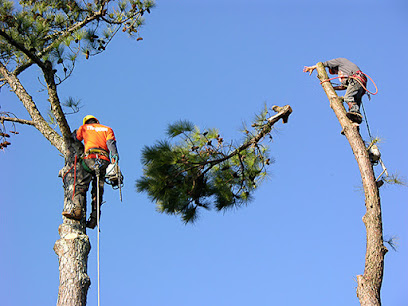 Westisland Tree Service