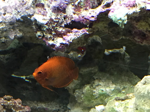 Pet Store «Hooked On Fish And Corals», reviews and photos, 2576 W 84th St, Hialeah, FL 33016, USA