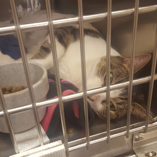 Pet Supply Store «PetSmart», reviews and photos, 6005 Oxon Hill Rd, Oxon Hill, MD 20745, USA