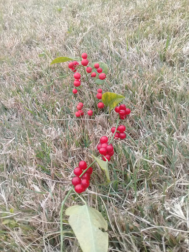 Tire Shop «Firestone Complete Auto Care», reviews and photos, 210 E Camp Wisdom Rd, Duncanville, TX 75116, USA