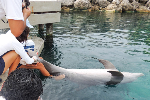 Delphinus Punta Cancún