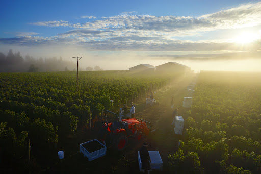 Winery «Patton Valley Vineyard», reviews and photos, 9449 SW Old Highway 47, Gaston, OR 97119, USA