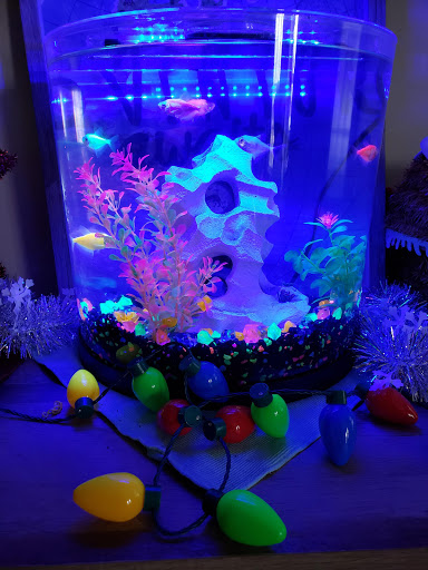 Pet Supply Store «Petco Animal Supplies», reviews and photos, 16710 Royalton Rd, Strongsville, OH 44136, USA