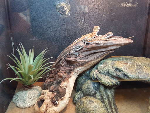 Pet Supply Store «PetSmart», reviews and photos, 315 Gellert Blvd, Daly City, CA 94015, USA