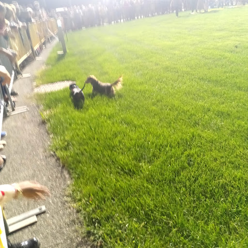 Sports Complex «Meadowlands Sports Complex», reviews and photos, 50 NJ-120, East Rutherford, NJ 07073, USA