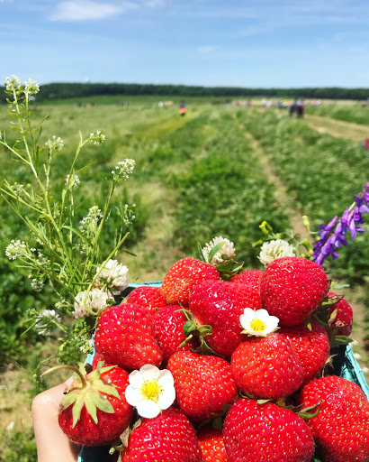 Farm «Lewin Farms», reviews and photos, 812 Sound Ave, Calverton, NY 11933, USA