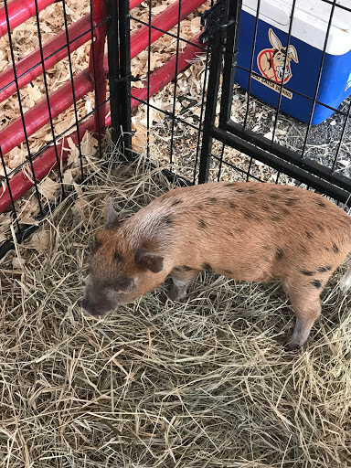 Live Music Venue «Oak Mountain Amphitheatre», reviews and photos, 1000 Amphitheater Rd, Pelham, AL 35124, USA