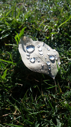 Golf Course «Paradise Valley Golf Course», reviews and photos, 3505 E Union Hills Dr, Phoenix, AZ 85050, USA