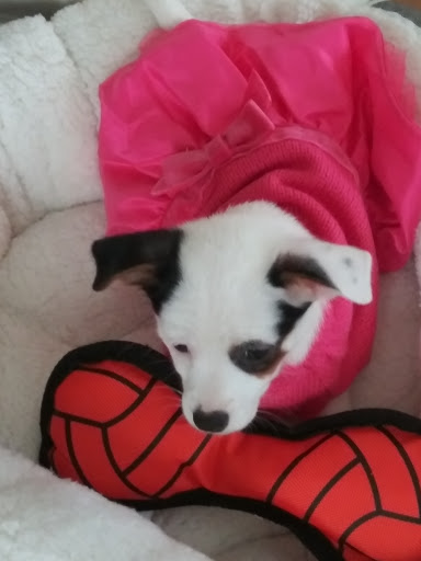 Pet Supply Store «Petco Animal Supplies», reviews and photos, 4820 South Baldwin Road #3B, Orion Township, MI 48359, USA