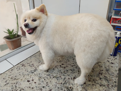 Banho E Tosa Vila Norma São Paulo