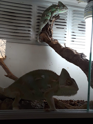 Reptile Store «Pet Palace», reviews and photos, 1442 N Hollenbeck Ave, Covina, CA 91722, USA