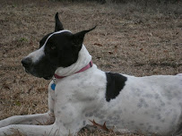 Savannah Pet Sitters LLC - Photo 6 - Car repair in , Savannah