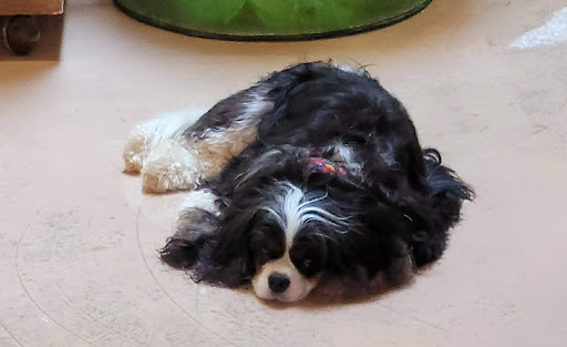 Pottery Store «Mississippi Mud Pottery», reviews and photos, 310 E Broadway, Alton, IL 62002, USA