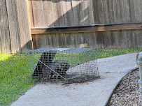 Critter One of San Antonio, LLC - Photo 9 - Car repair in San Antonio, TX, San Antonio