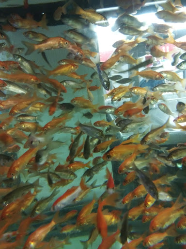 Pond fish supplier Stockton