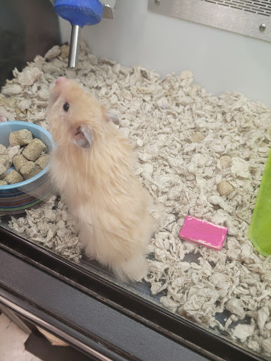 Pet Supply Store «Petco Animal Supplies», reviews and photos, 1951 N Military Trl c, West Palm Beach, FL 33409, USA