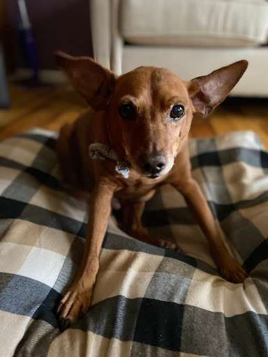 Pet Supply Store «PetSmart», reviews and photos, 2929 James Sanders Blvd f, Paducah, KY 42001, USA