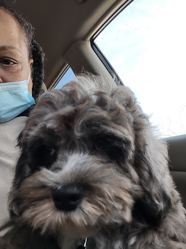 Pet Groomer «Doggie Style Bowtique», reviews and photos, 1713 Westport Rd, Kansas City, MO 64111, USA