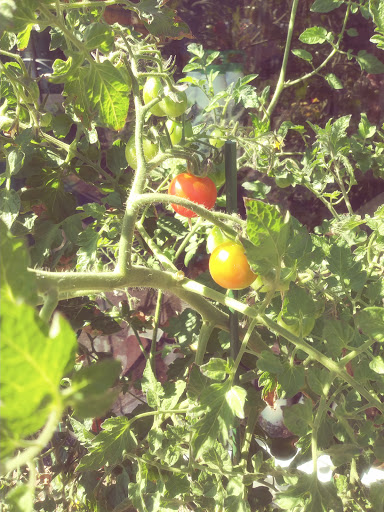 Gift Shop «The Pacific Northwest Shop», reviews and photos, 2702 N Proctor St, Tacoma, WA 98407, USA