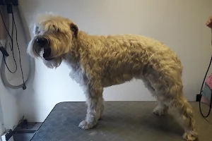Hundesalon Dog-Beauty image