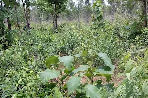 Nayagram Biodiversity Reserve 1 image