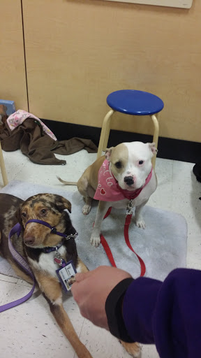 Pet Supply Store «PetSmart», reviews and photos, 1705 N Bechtle Ave, Springfield, OH 45504, USA