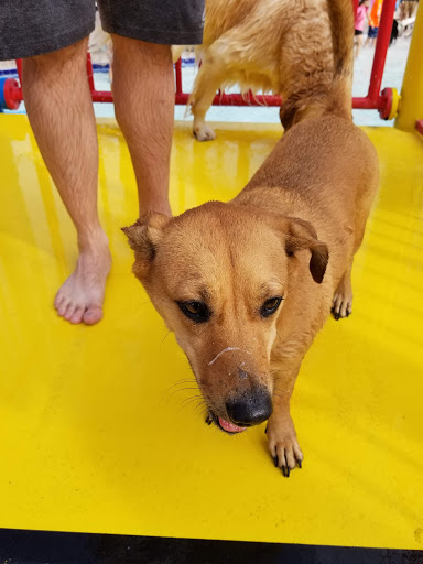 Park «Seminole Palms Park», reviews and photos, 151 Lamstein Ln, Royal Palm Beach, FL 33411, USA