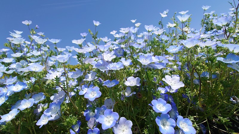 ネモフィラ（花ひろば4月中旬～5月中旬）