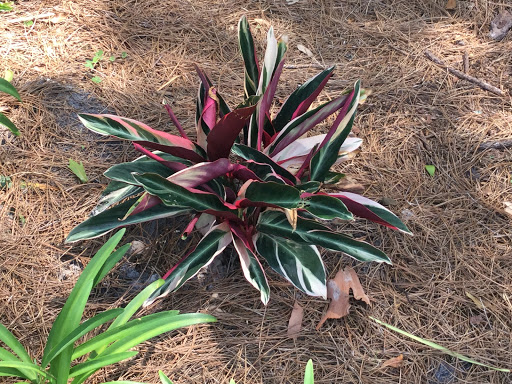 Memorial Park «Memorial Park», reviews and photos, 1620 Riverside Ave, Jacksonville, FL 32204, USA