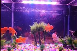 Aquarium Fish Center image