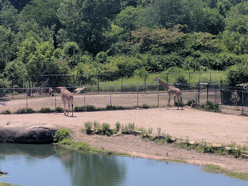 Zoo «Kansas City Zoo», reviews and photos, 6800 Zoo Dr, Kansas City, MO 64132, USA