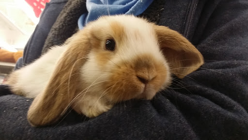 Pet Store «Petland Plano», reviews and photos, 1301 Custer Rd #405, Plano, TX 75075, USA