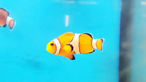 Pet Supply Store «Petco Animal Supplies», reviews and photos, 390 Universal Dr N, North Haven, CT 06473, USA